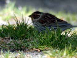 Photographed at Portelet [PET]. on 27/4/2021. Photo: &copy; Elizabeth Hutchins