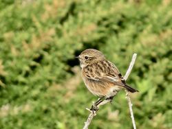 Photographed at Pleinmont [PLE]. on 19/11/2022. Photo: &copy; Wayne Turner
