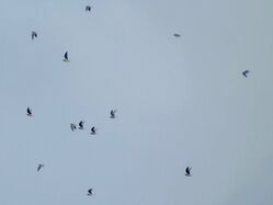 Photographed at Jaonneuse [JAO]. on 20/11/2022. Photo: &copy; Wayne Turner