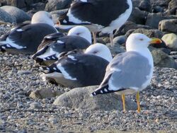 Photographed at Perelle [PER]. on 20/11/2022. Photo: &copy; Wayne Turner