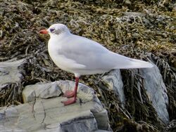 Photographed at Perelle [PER]. on 6/11/2022. Photo: &copy; Wayne Turner