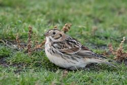 Lapland Bunting photographed at Chouet [CHO] on 24/11/2022. Photo: &copy; Rod Ferbrache