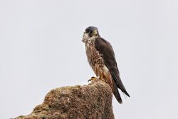 . Photo: &copy; Guy O’Regan