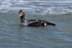 Photographed at Richmond [RIC]. on 28/11/2022. Photo: &copy; Rod Ferbrache