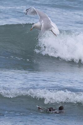 Photographed at Richmond [RIC]. on 28/11/2022. Photo: &copy; Rod Ferbrache