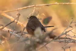 Photographed at Shingle Bank [SHI]. on 1/12/2022. Photo: &copy; Rod Ferbrache
