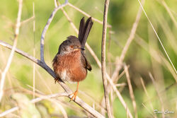 Photographed at Shingle Bank [SHI]. on 1/12/2022. Photo: &copy; Dave Carre