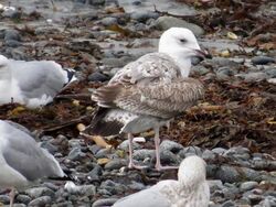 Photographed at Rocquaine [ROC]. on 2/12/2022. Photo: &copy; Wayne Turner