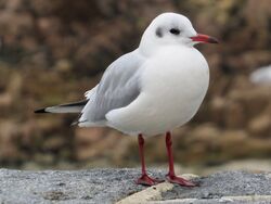 Photographed at Cobo [COB]. on 5/12/2022. Photo: &copy; Wayne Turner