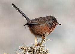 Photographed at Shingle Bank [SHI]. on 6/12/2022. Photo: &copy; Mike Cunningham