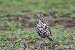 Photographed at Mont Herault. on 6/12/2022. Photo: &copy; Dave Carre