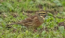 Photographed at Mont Herault. on 6/12/2022. Photo: &copy;  Rockdweller