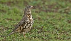 Photographed at Mont Herault. on 6/12/2022. Photo: &copy;  Rockdweller