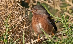 Photographed at Shingle Bank [SHI]. on 7/12/2022. Photo: &copy;  Rockdweller