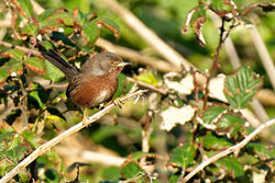Photographed at Shingle Bank [SHI]. on 10/12/2022. Photo: &copy; Christopher Wilkinson