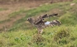 Photographed at Scramble Track [SCR]. on 12/12/2022. Photo: &copy;  Rockdweller