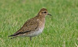 Photographed at Mont Herault. on 13/12/2022. Photo: &copy;  Rockdweller