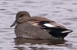 Photographed at Claire Mare [CLA]. on 14/12/2022. Photo: &copy;  Rockdweller