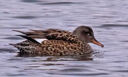 Photographed at Claire Mare [CLA]. on 14/12/2022. Photo: &copy;  Rockdweller