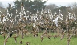 Photographed at Rue des Hougues, STA [H04]. on 15/12/2022. Photo: &copy; Rod Ferbrache