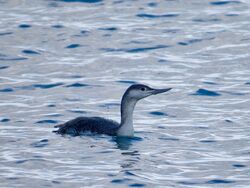 Photographed at Portelet [PET]. on 16/12/2022. Photo: &copy; Wayne Turner