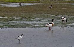 Photographed at Colin Best NR [CNR]. on 19/12/2022. Photo: &copy;  Rockdweller