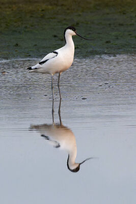 Photographed at CBNR. on 20/12/2022. Photo: &copy; Christopher Wilkinson