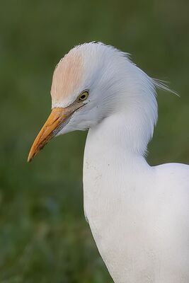 Photographed at Rue des Annevilles, SSV. on 26/12/2022. Photo: &copy; Rod Ferbrache