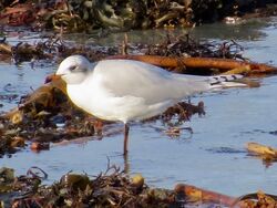 Photographed at Perelle [PER]. on 27/12/2022. Photo: &copy; Wayne Turner