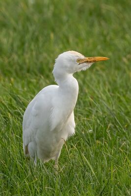 Photographed at La Ramee [RAM]. on 4/1/2023. Photo: &copy; Rod Ferbrache