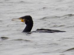 Photographed at Reservoir [RES]. on 6/1/2023. Photo: &copy; Wayne Turner