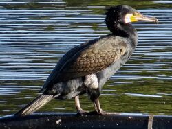 Photographed at Reservoir [RES]. on 3/1/2023. Photo: &copy; Wayne Turner
