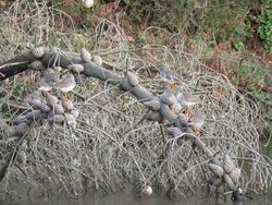 Photographed at Reservoir [RES]. on 13/1/2023. Photo: &copy; Tony Bisson