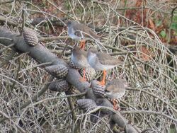 Photographed at Reservoir [RES]. on 13/1/2023. Photo: &copy; Tony Bisson