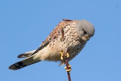 Photographed at Grandes Havres [GHA]. on 21/1/2023. Photo: &copy; Rod Ferbrache