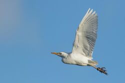 Photographed at La Ramee [RAM]. on 21/1/2023. Photo: &copy; Rod Ferbrache