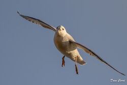 Photographed at Petit Bot [BOT]. on 23/1/2023. Photo: &copy; Dave Carre