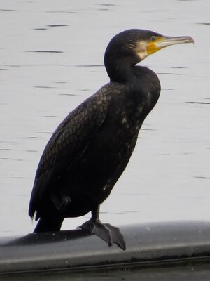 Photographed at Reservoir [RES]. on 3/2/2023. Photo: &copy; Wayne Turner