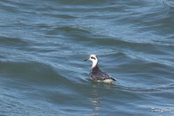 Photographed at Jaonneuse [JAO]. on 7/2/2023. Photo: &copy; Dave Carre