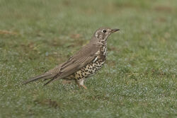 Photographed at Blanchelande Nursing Home. on 13/2/2023. Photo: &copy; Rod Ferbrache
