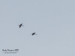 Photographed at Island Wide [ISW]. on 4/3/2023. Photo: &copy; Andy Marquis