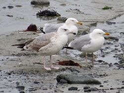 Photographed at Rocquaine [ROC]. on 1/3/2023. Photo: &copy; Wayne Turner