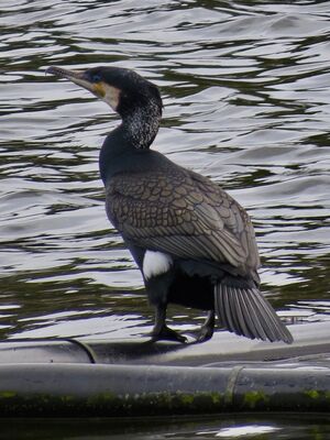 Photographed at Reservoir [RES]. on 13/3/2023. Photo: &copy; Wayne Turner
