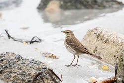 Photographed at Richmond [RIC]. on 8/3/2023. Photo: &copy; Dave Carre