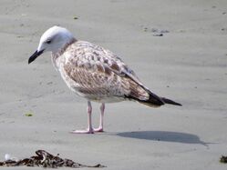 Photographed at Perelle [PER]. on 7/9/2022. Photo: &copy; Wayne Turner