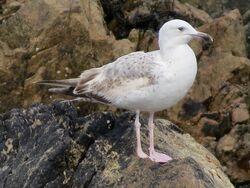 Photographed at Lihou Island [LIH]. on 22/3/2023. Photo: &copy; Wayne Turner