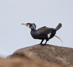 Photographed at Rousse [ROU]. on 25/3/2023. Photo: &copy; Guy O’Regan