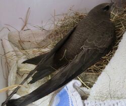 Photographed at Animal Shelter [ANI]. on 24/3/2023. Photo: &copy; Abby Oliveira