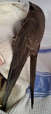 Photographed at Animal Shelter [ANI]. on 24/3/2023. Photo: &copy; Abby Oliveira