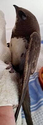 Photographed at Animal Shelter [ANI]. on 24/3/2023. Photo: &copy; Abby Oliveira